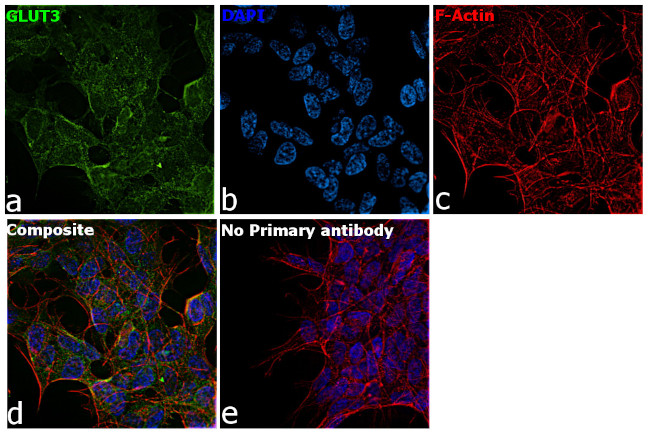 GLUT3 Antibody in Immunocytochemistry (ICC/IF)