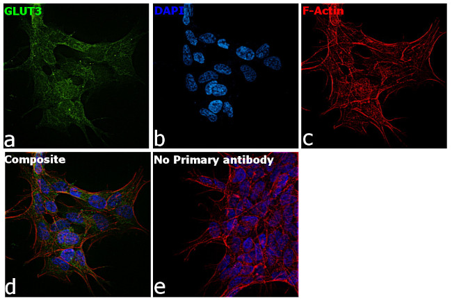 GLUT3 Antibody in Immunocytochemistry (ICC/IF)