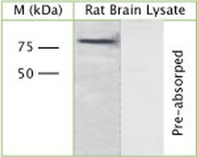 GGA3 Antibody in Western Blot (WB)