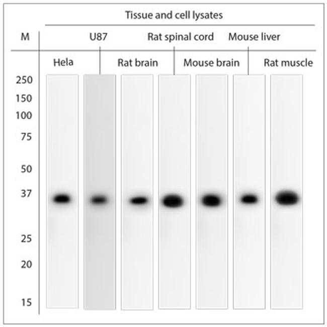 GAPDH Antibody in Western Blot (WB)