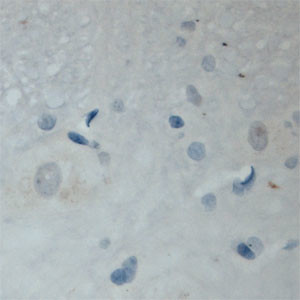 MAL2 Antibody in Immunohistochemistry (Paraffin) (IHC (P))