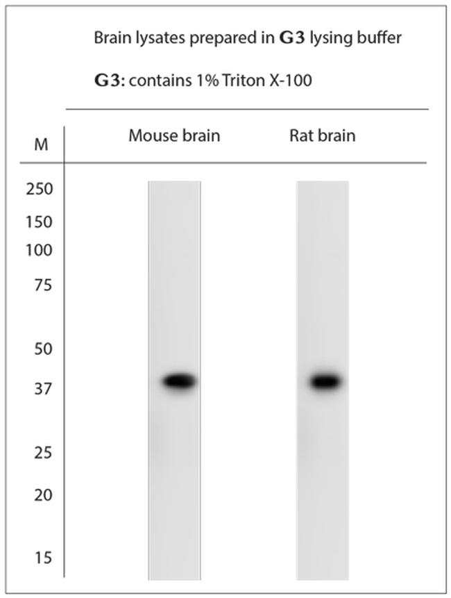 MRGPRF Antibody in Western Blot (WB)