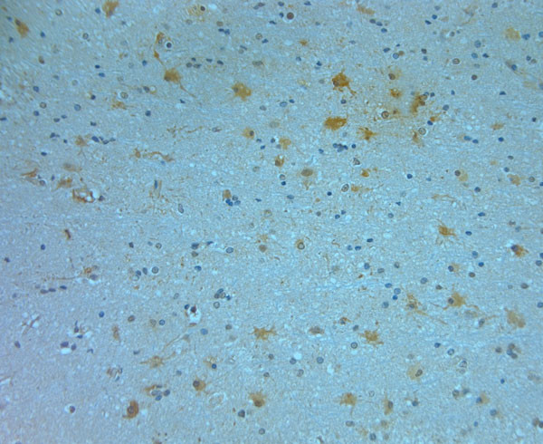 nNOS Antibody in Immunohistochemistry (Paraffin) (IHC (P))