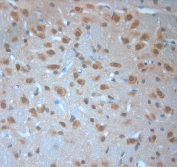 Neuroligin 4 Antibody in Immunohistochemistry (Paraffin) (IHC (P))