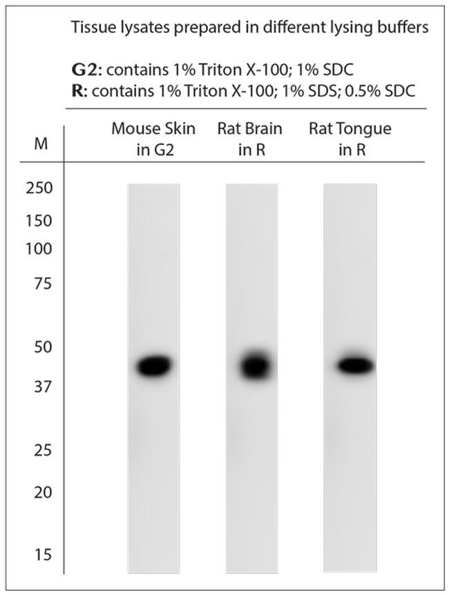 Enolase Antibody in Western Blot (WB)