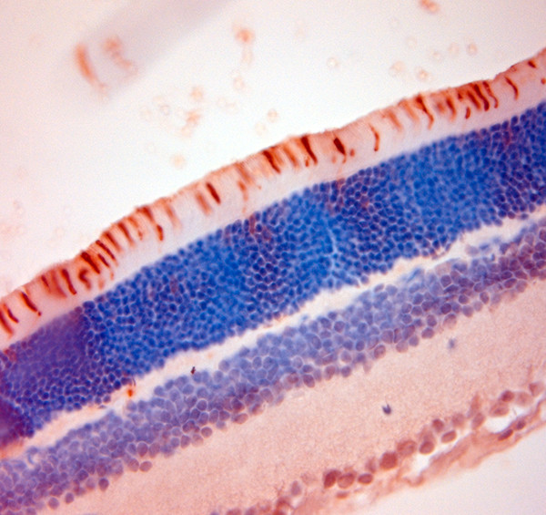 S Opsin Antibody in Immunohistochemistry (Paraffin) (IHC (P))