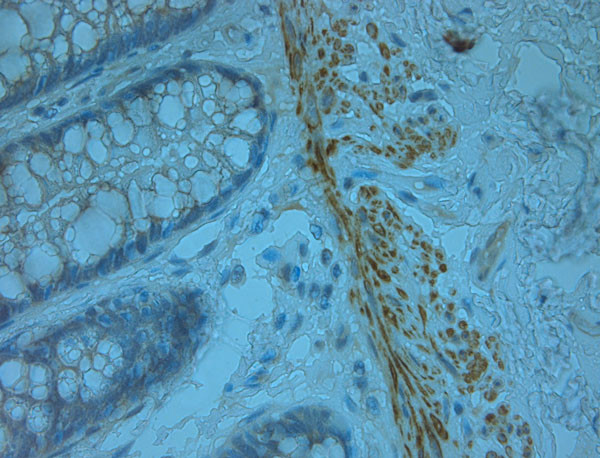 Odorant-binding protein 2b Antibody in Immunohistochemistry (Paraffin) (IHC (P))