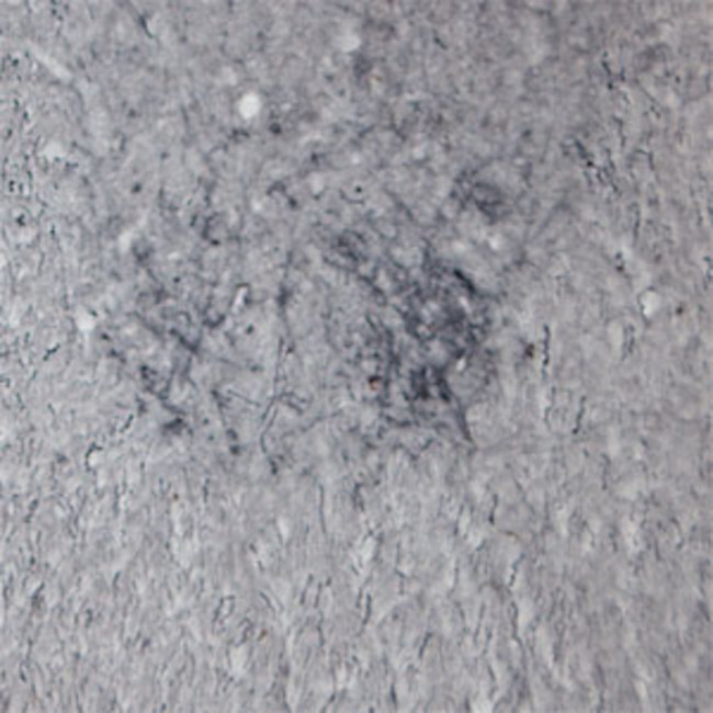 P2RX6 Antibody in Immunohistochemistry - Free Floating (IHC (Free))