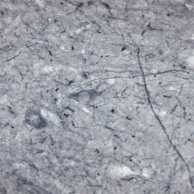 P2RY13 Antibody in Immunohistochemistry - Free Floating (IHC (Free))