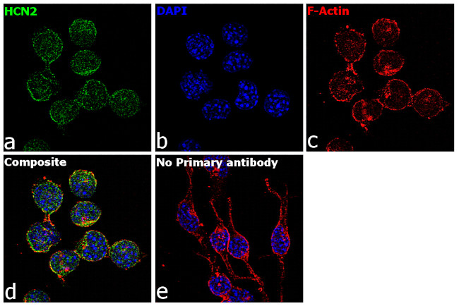 HCN2 Antibody in Immunocytochemistry (ICC/IF)
