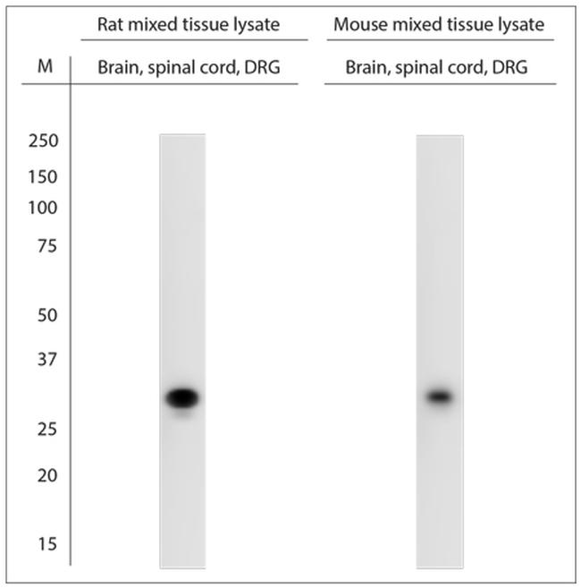 MRGPRA Antibody in Western Blot (WB)