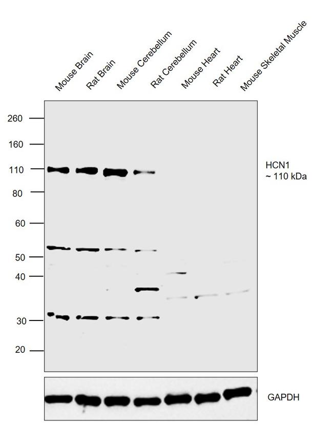 HCN1 Antibody in Western Blot (WB)