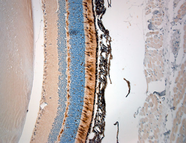 M Opsin Antibody in Immunohistochemistry (Paraffin) (IHC (P))