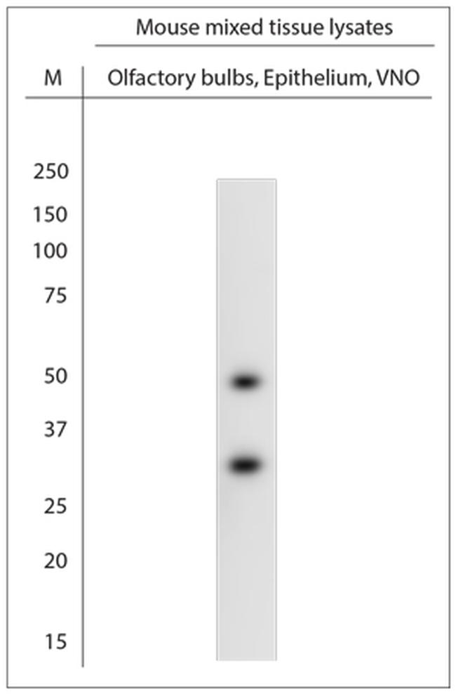 Vomeronasal 1 Receptor B3 Antibody in Western Blot (WB)