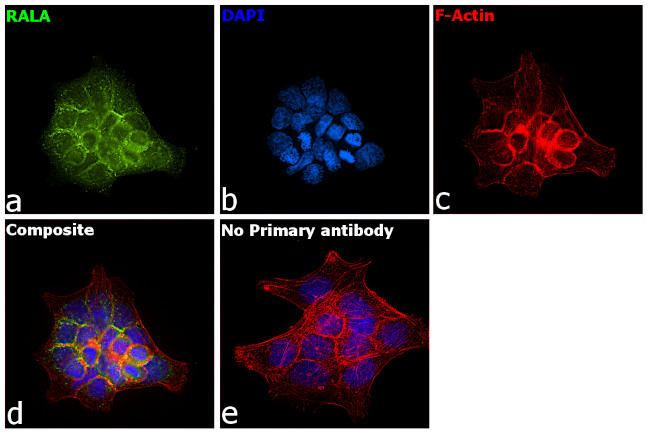 RALA Antibody in Immunocytochemistry (ICC/IF)