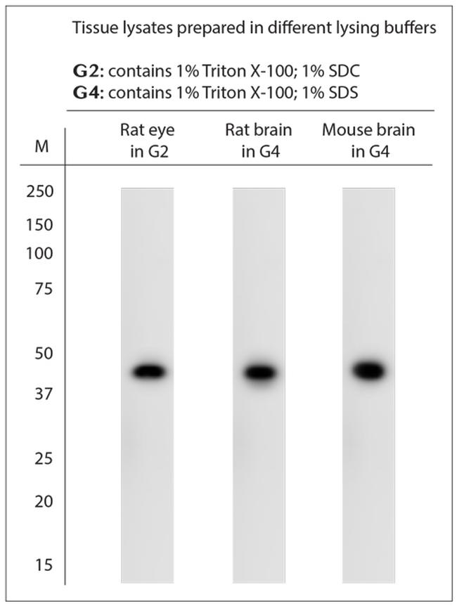 RAX Antibody in Western Blot (WB)