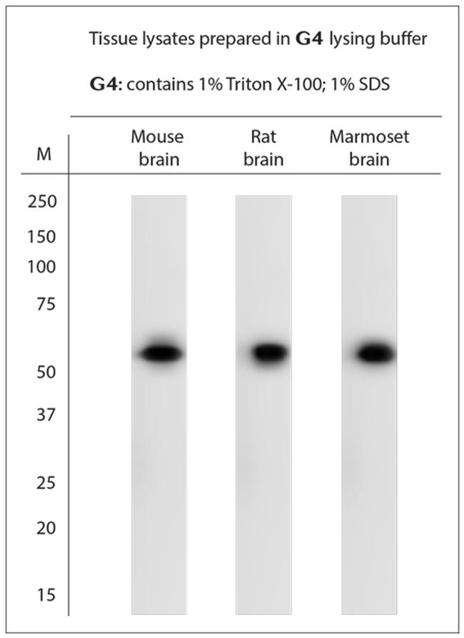 STAM1, 2 Antibody in Western Blot (WB)