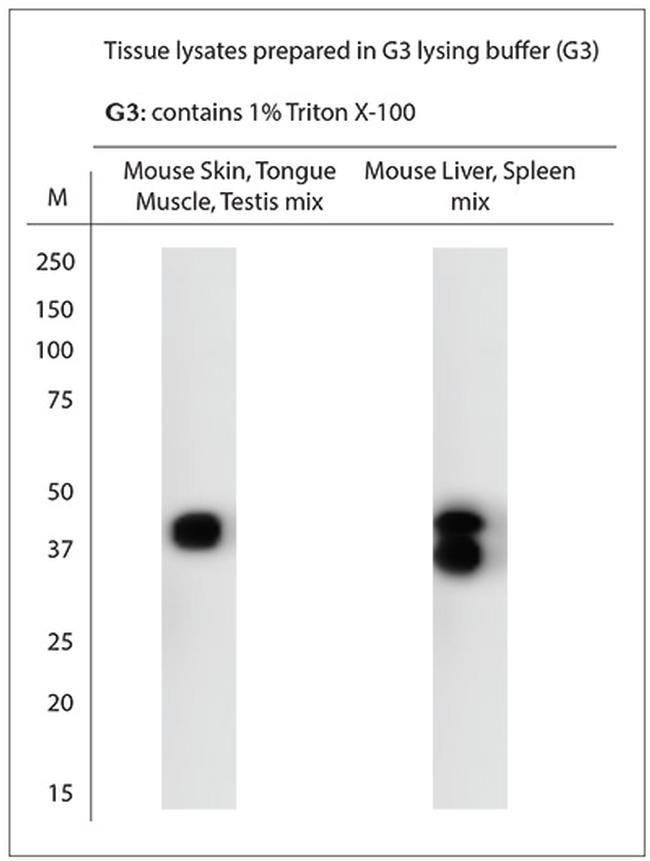 SEC22A Antibody in Western Blot (WB)
