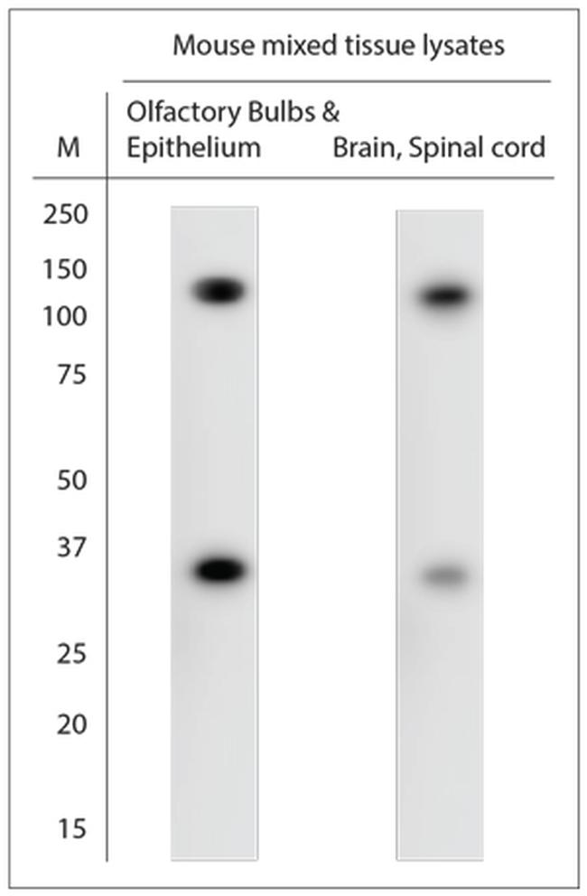 ARS2 Antibody in Western Blot (WB)