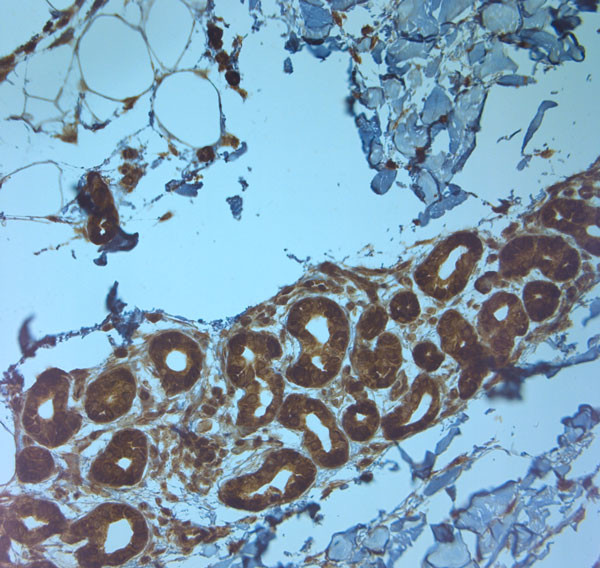 TMC3 Antibody in Immunohistochemistry (Paraffin) (IHC (P))