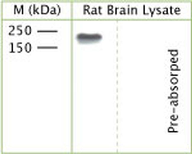 Phospho-TrkC (Tyr820) Antibody in Western Blot (WB)