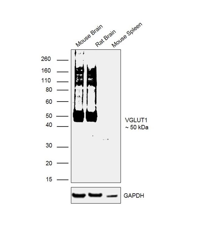 VGLUT1 Antibody in Western Blot (WB)
