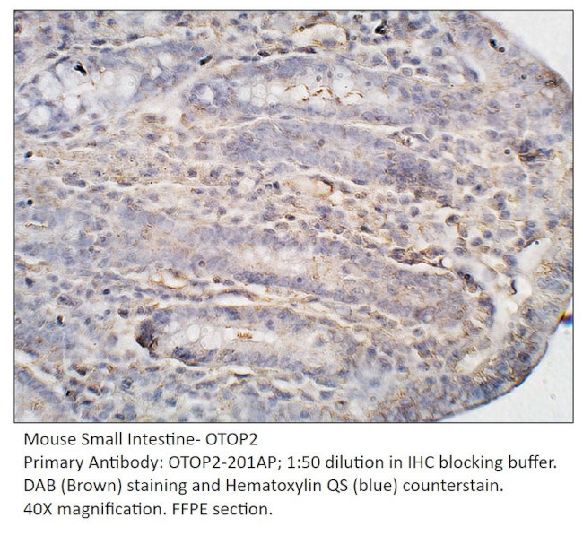 OTOP2 Antibody in Immunohistochemistry (IHC)