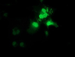OTUB2 Antibody in Immunocytochemistry (ICC/IF)