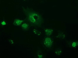 OTUB2 Antibody in Immunocytochemistry (ICC/IF)