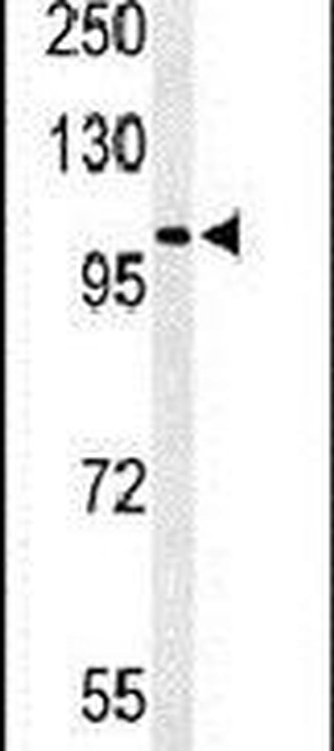 OXR1 Antibody in Western Blot (WB)