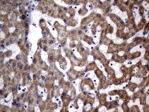 OXSM Antibody in Immunohistochemistry (Paraffin) (IHC (P))