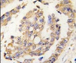 OLFM1 Antibody in Immunohistochemistry (IHC)