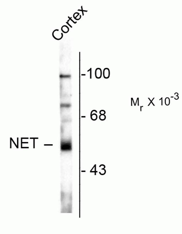 Norepinephrine Transporter Antibody in Western Blot (WB)