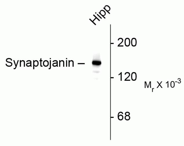 Synaptojanin 1 Antibody in Western Blot (WB)