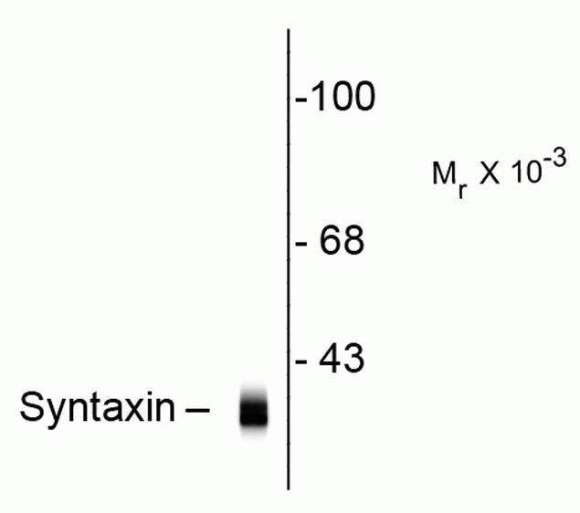 Syntaxin 1 Antibody in Western Blot (WB)