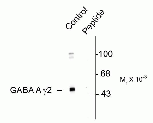 Phospho-GABRG2 (Ser327) Antibody in Western Blot (WB)