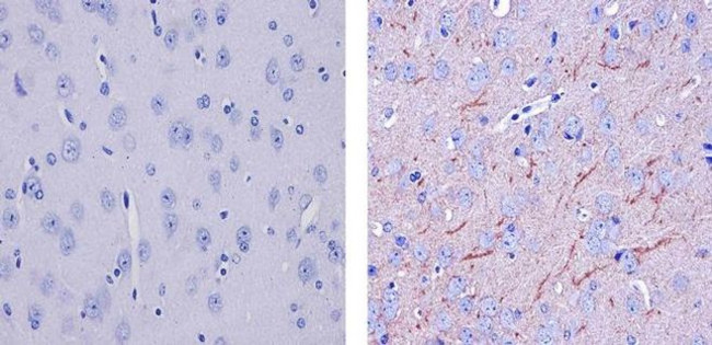 SLC6A1 Antibody in Immunohistochemistry (Paraffin) (IHC (P))