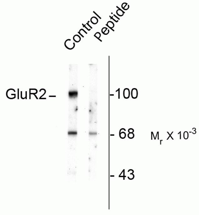 Phospho-GluR2 (Ser880) Antibody in Western Blot (WB)