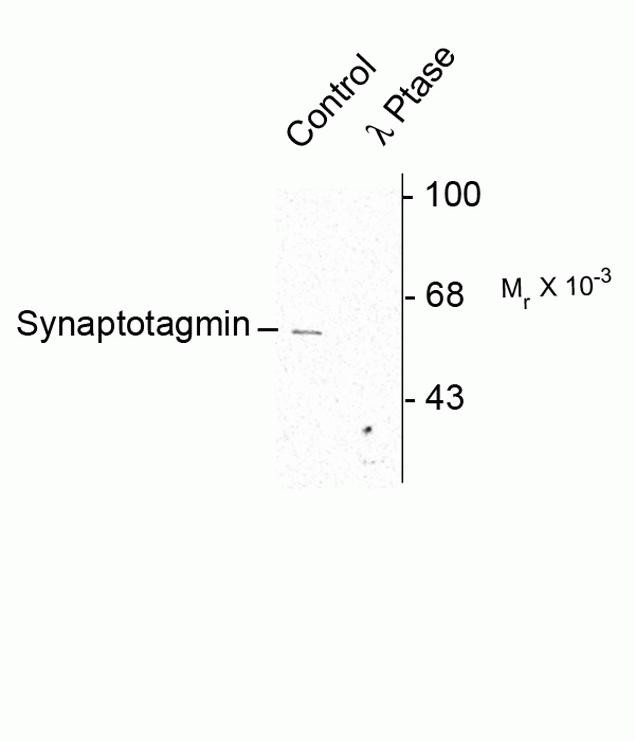 Phospho-Synaptotagmin 1 (Ser309) Antibody in Western Blot (WB)
