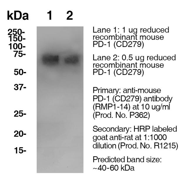 CD279 (PD-1) Antibody in Western Blot (WB)