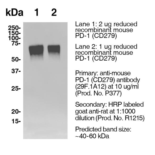 CD279 (PD-1) Antibody in Western Blot (WB)