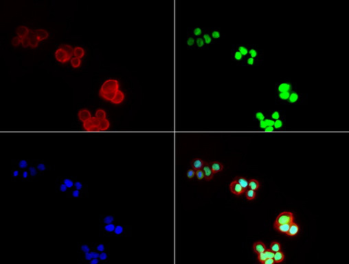 P53 Antibody in Immunocytochemistry (ICC/IF)