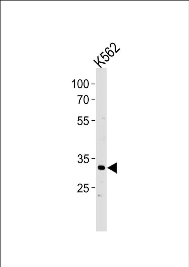 POU5F1B Antibody in Western Blot (WB)