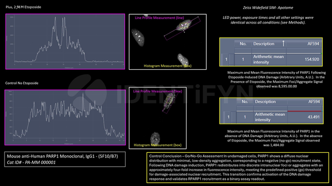 PARP1 Antibody in Immunocytochemistry (ICC/IF)