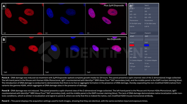 H2AX Antibody in Immunocytochemistry (ICC/IF)
