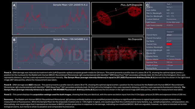 BRCA1 Antibody in Immunocytochemistry (ICC/IF)