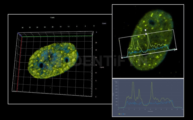 gamma-H2AX SRM Antibody in Immunocytochemistry (ICC/IF)