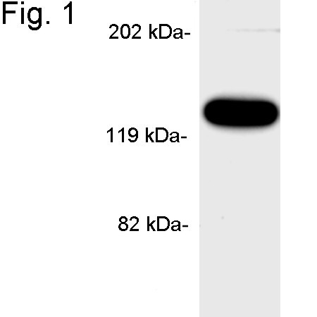 APBA1 Antibody in Western Blot (WB)