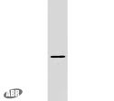 PLLP Antibody in Western Blot (WB)