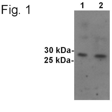 SYNGR1 Antibody in Western Blot (WB)